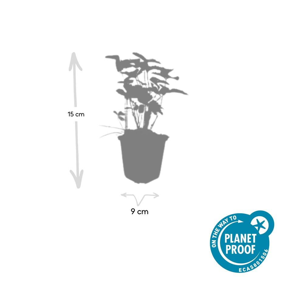 Fragaria vesca (aardbei) – 60 planten, Ø9 cm, 10–25 cm hoog