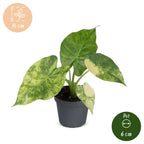 Alocasia Macrorrhiza Aurea Variegata (oreille d'éléphant) – Ø6 cm, 15 cm de haut