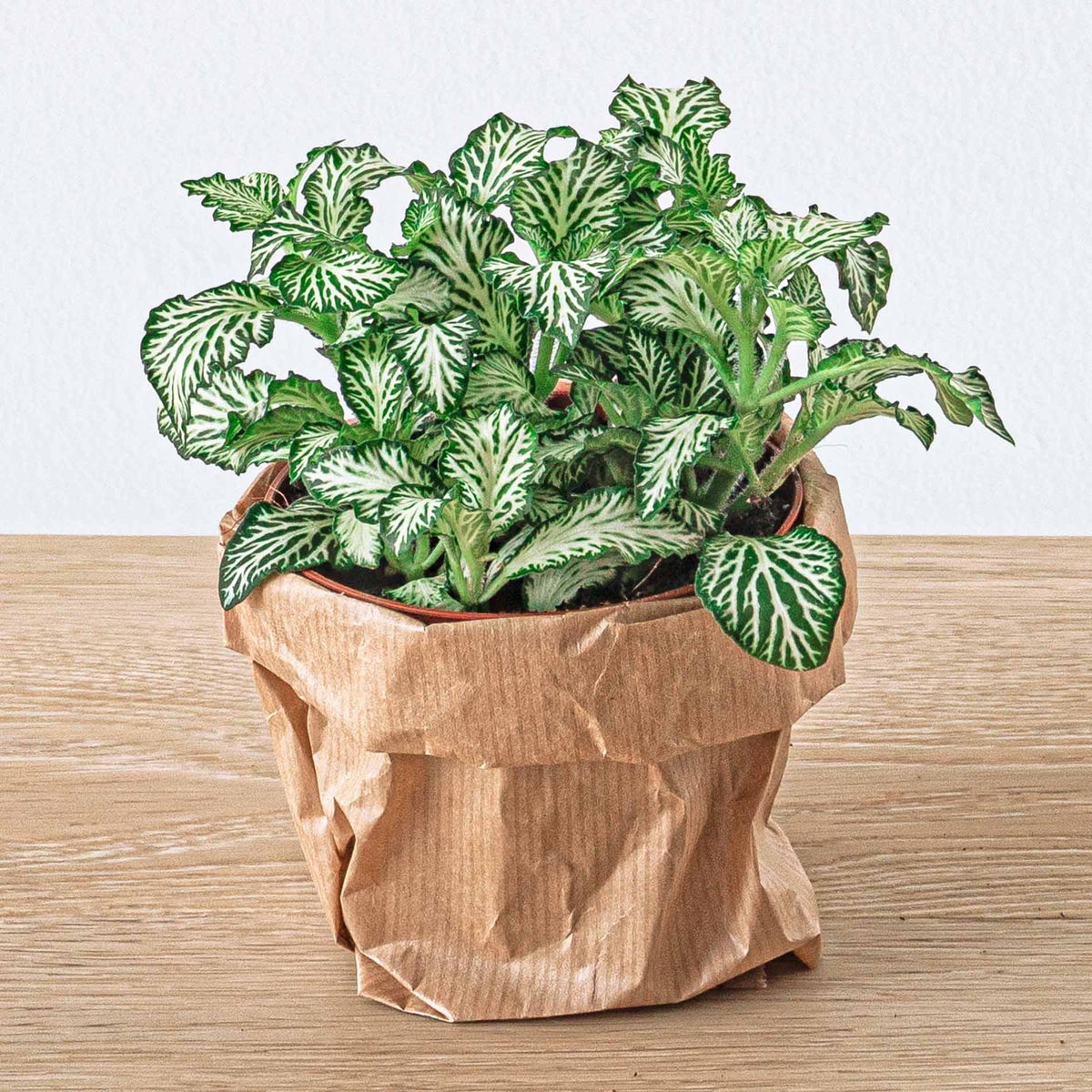 Fittonia Weiß (Mosaikpflanze) – Ø8 cm