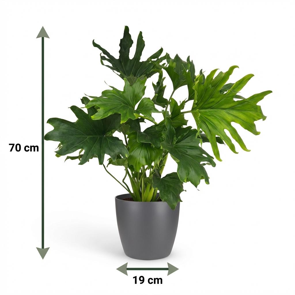 Philodendron Lickety split i grå dekorationspotta – Ø19 cm, 70 cm hög – bild 5