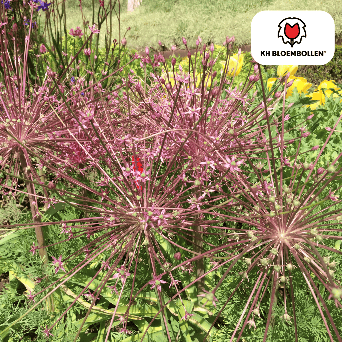 Oseille décorative (Allium schubertii) – 5 bulbes