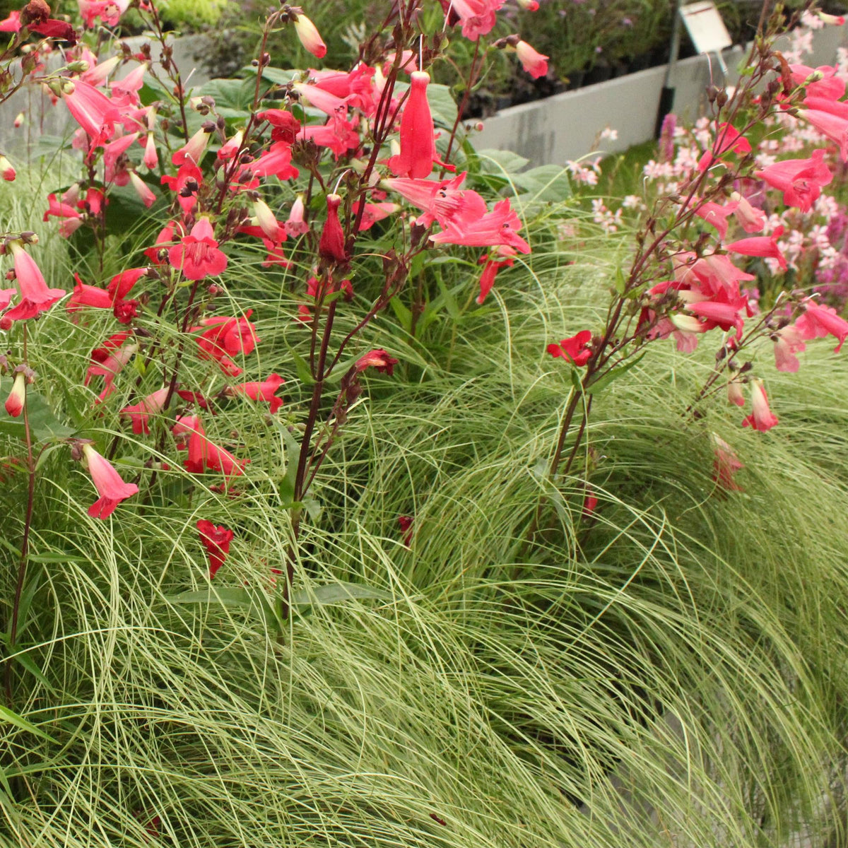 Carex comans 'Frosted Curls' (Kräuselsegge) – Ø 17 cm, 50 cm hoch – Bild 5
