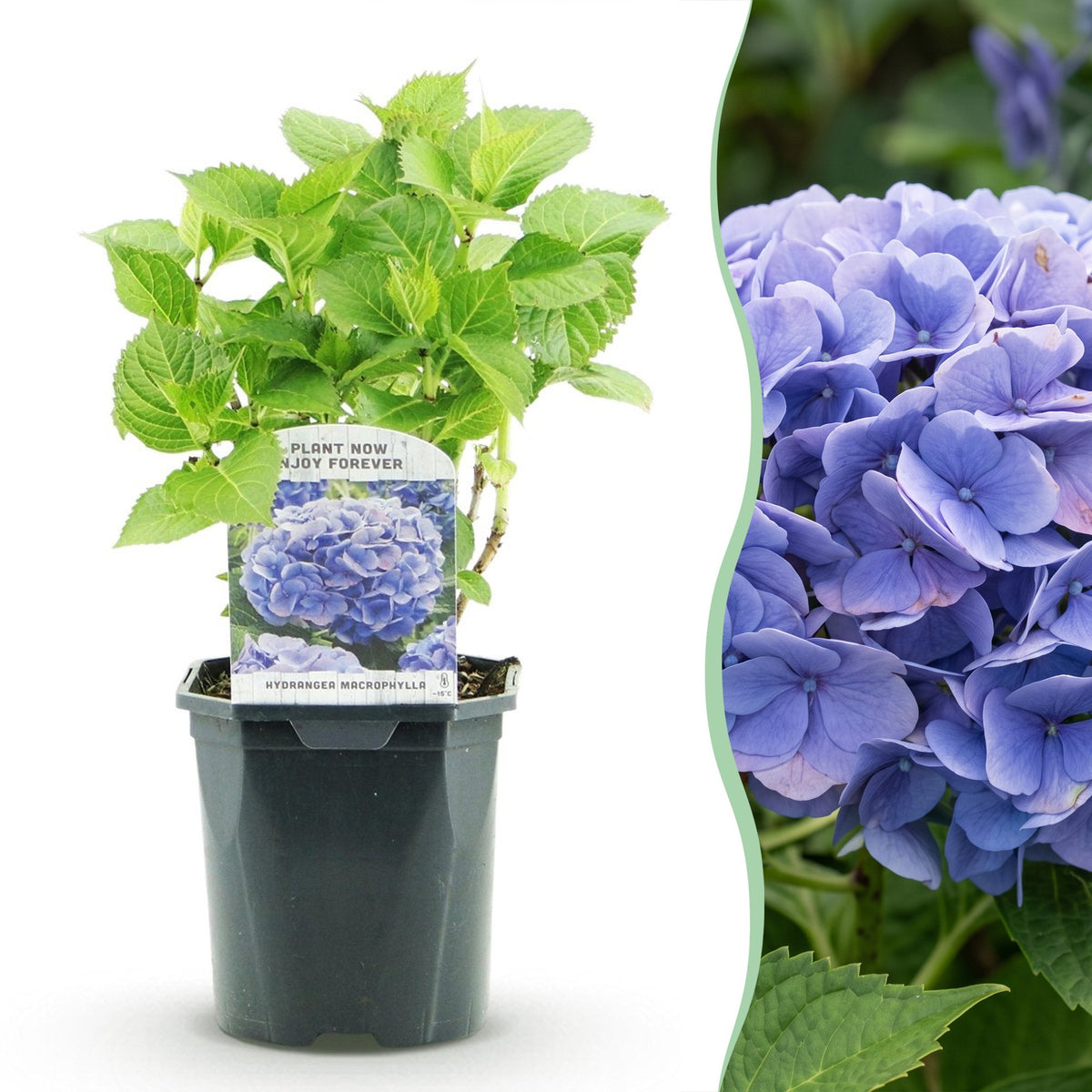 Hydrangea macrophylla (hortensia) – blauw – 3 planten, Ø17 cm, 30 cm hoog