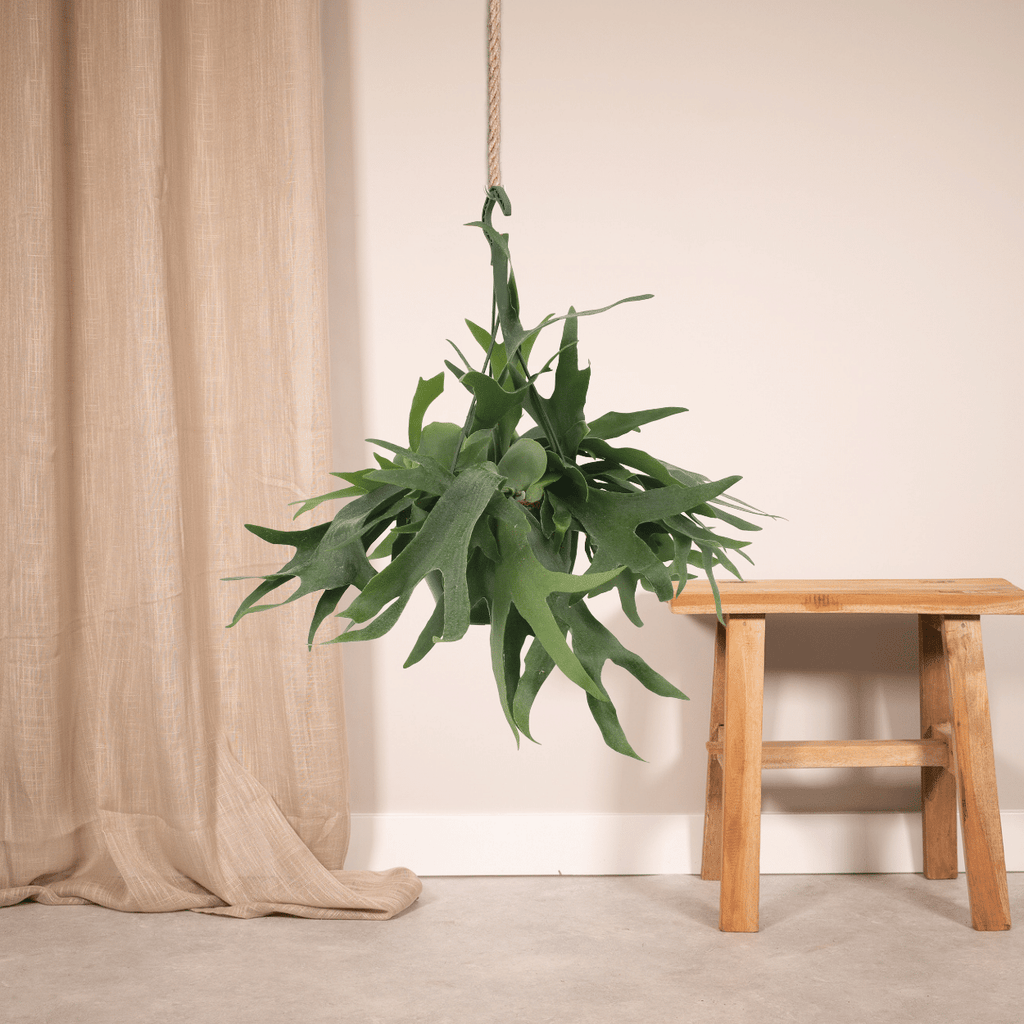 Platycerium Hertshoorn Hang (hertshoornvaren) – Ø21 cm, 50 cm hoog – foto 2