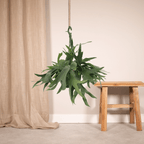 Platycerium Hertshoorn Hang (hertshoornvaren) – Ø21 cm, 50 cm hoog