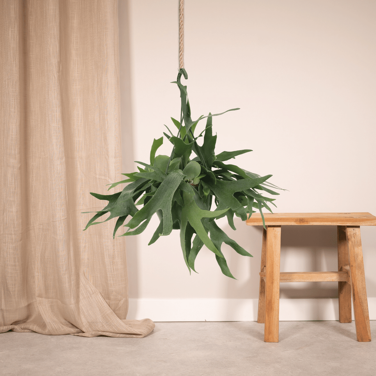 Platycerium Hertshoorn Hang (hertshoornvaren) – Ø21 cm, 50 cm hoog – foto 2