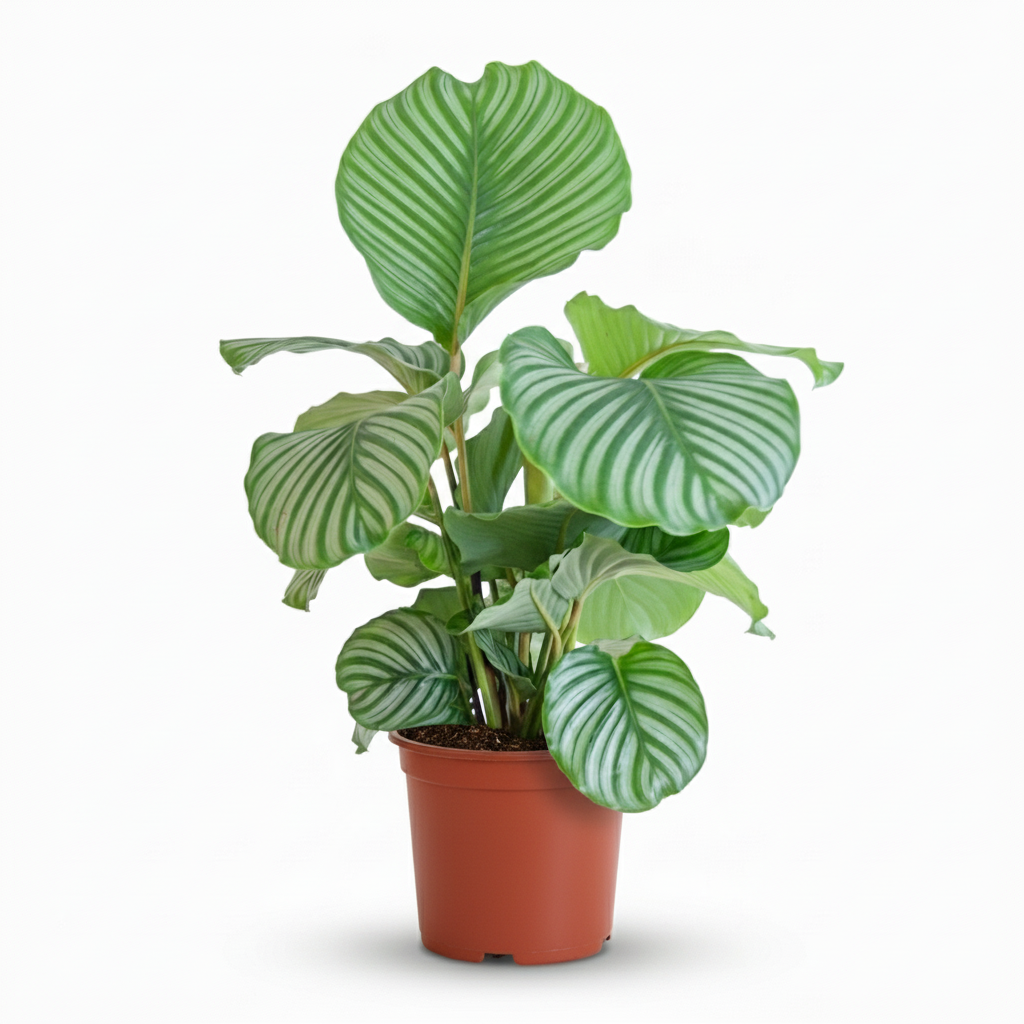 Calathea orbifolia – Ø21 cm, 60–70 cm høj