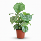 Calathea orbifolia – Ø21 cm, 60–70 cm høj