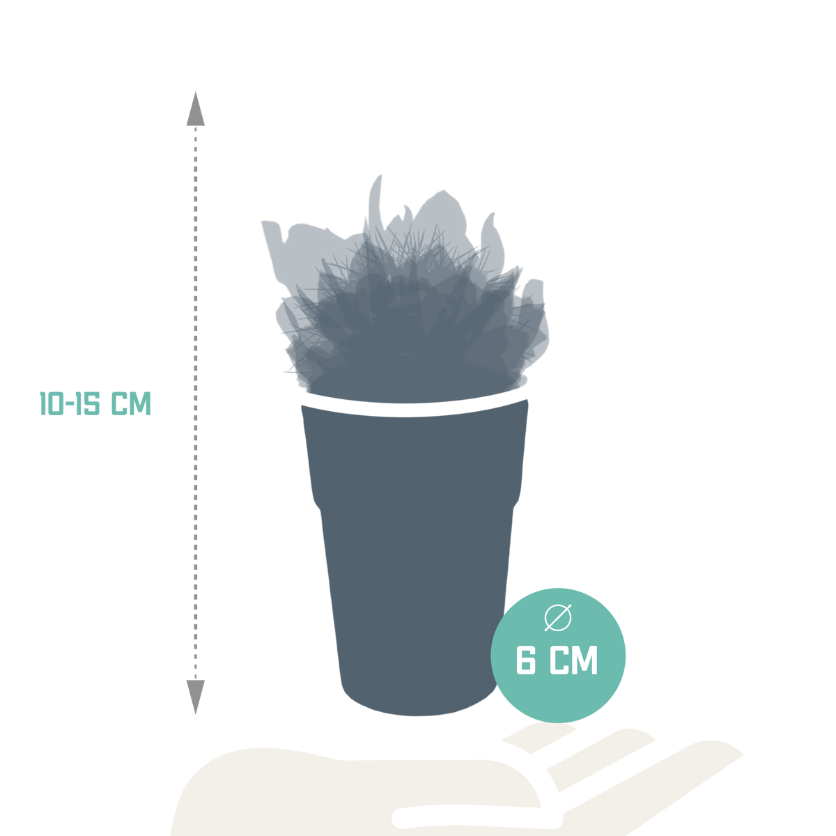 15× Mélange de cactus et plantes grasses (Cactaceae) – Ø6 cm, 13 cm de haut – pot en plastique coloré