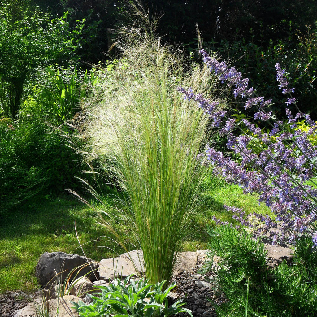 Stipa tenuifolia 'Pony Tails' (Federgras) – 2 Pflanzen, Ø 17 cm, 50 cm hoch – Bild 5