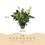 Skimmia japonica 'Duo' – blanc-rouge – 2 plantes, Ø11 cm, 25 cm de haut