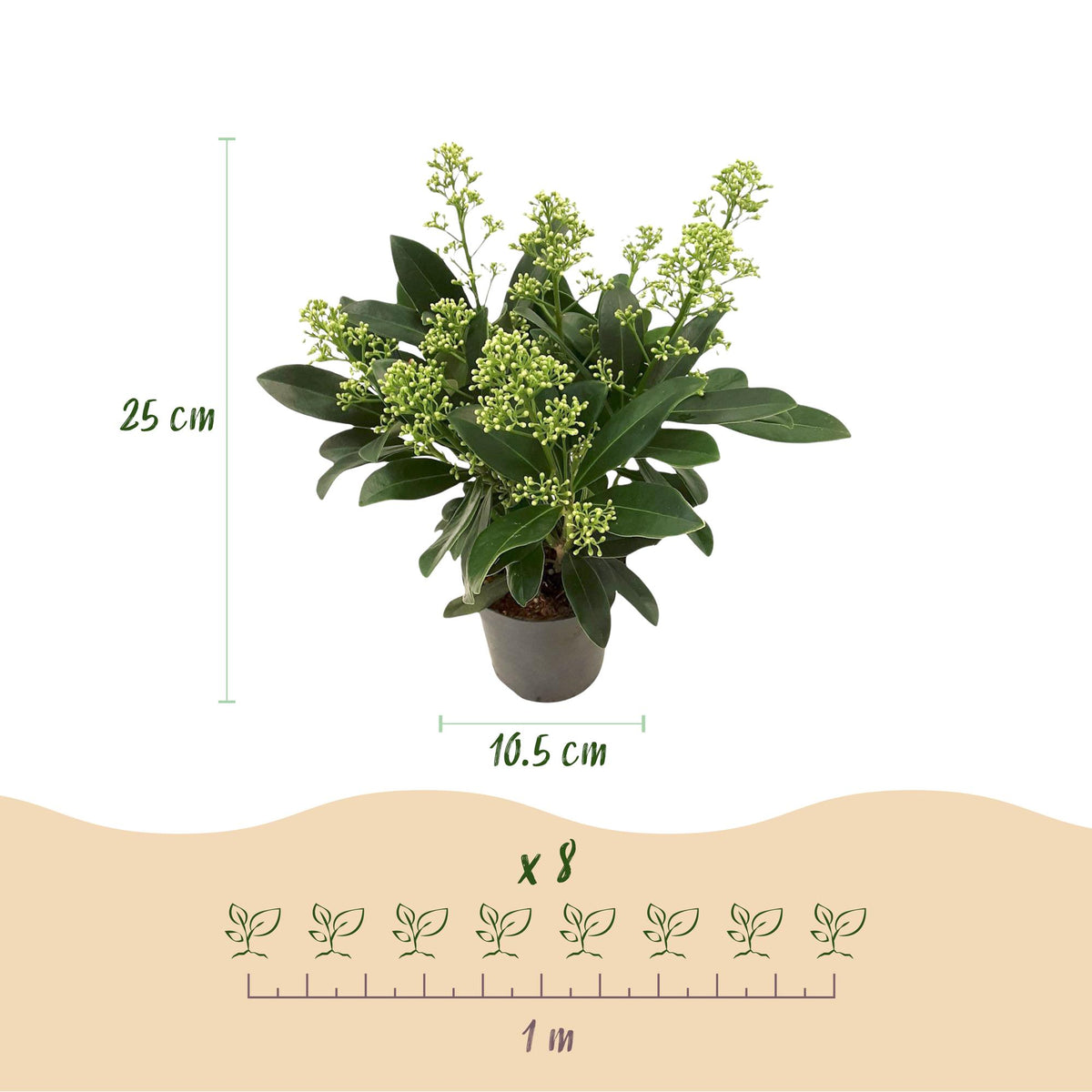 Skimmia japonica 'Duo' – blanc-rouge – 2 plantes, Ø11 cm, 25 cm de haut – photo 3