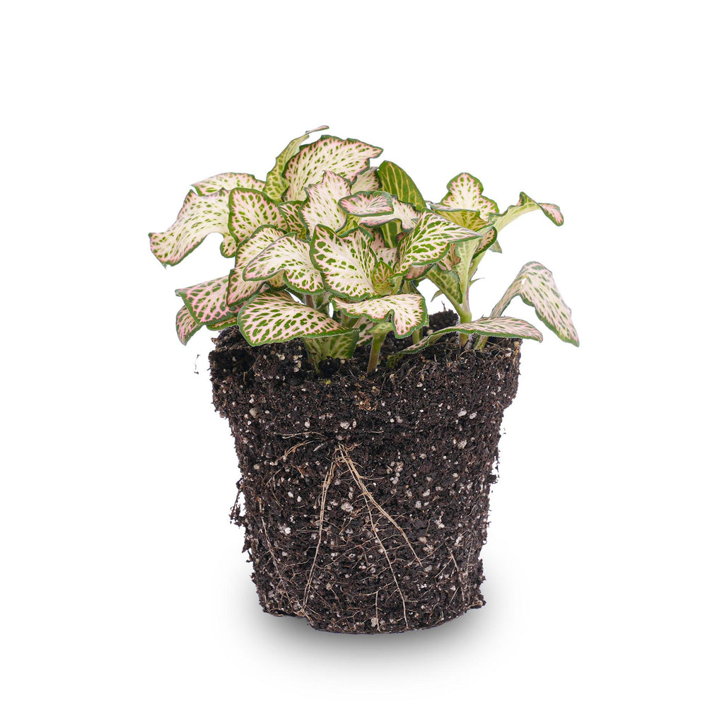 Fittonia Pink Tiger (plante mosaïque) – Ø8 cm