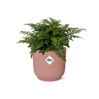 Asplenium Parvati i ELHO Vibes Fold 14 cm rosa (fågelvägg) – 25 cm hög