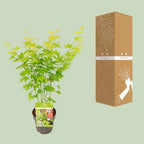Acer palmatum 'Going Green' (Japanse esdoorn) – Ø15 cm, 30 cm hoog