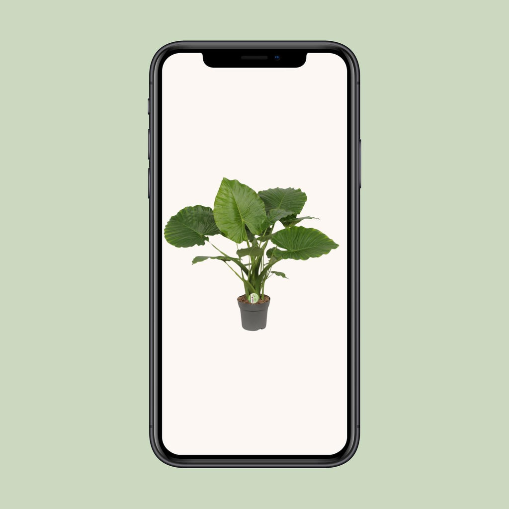 Alocasia Gageana California (olifantsoor) – Ø21 cm, 80 cm hoog