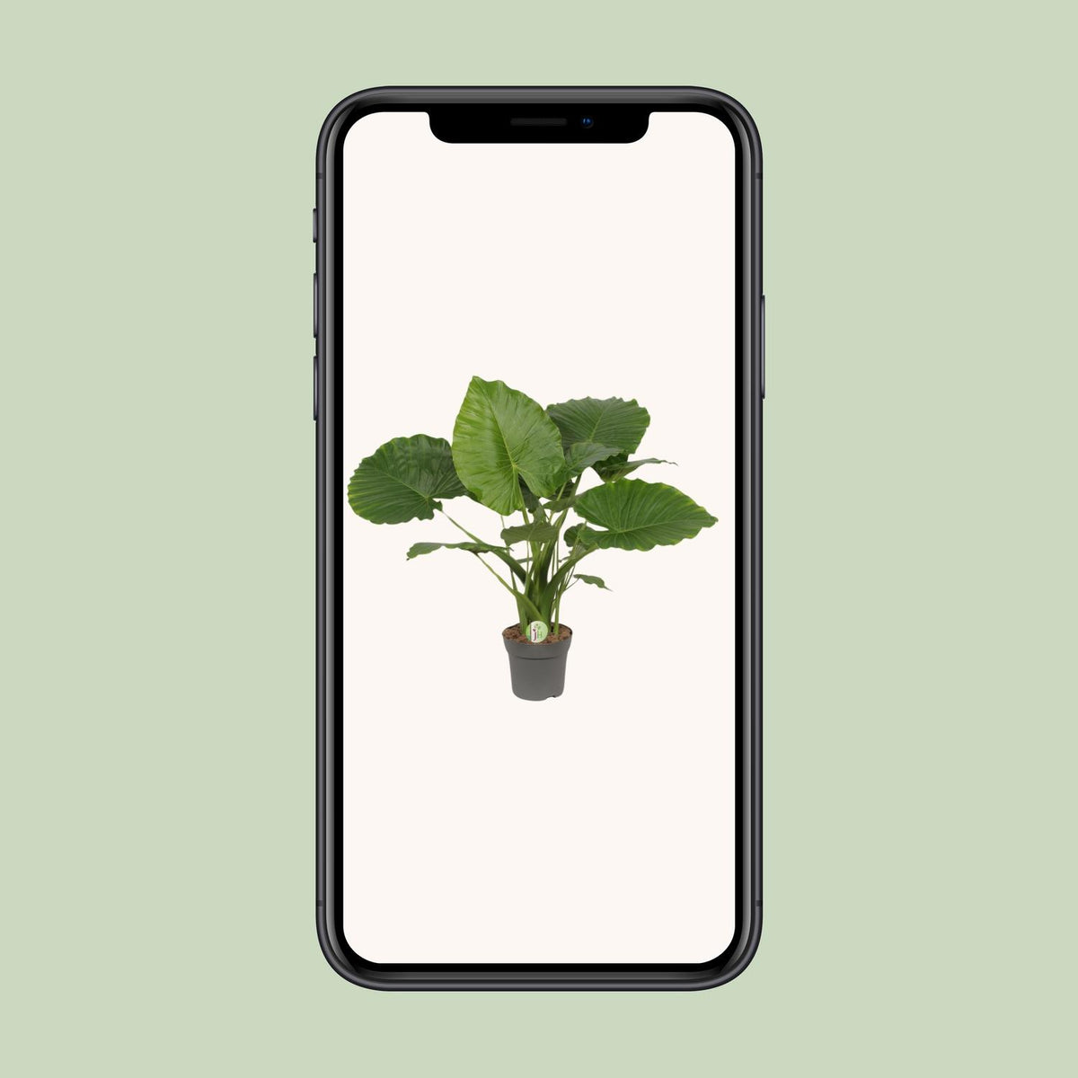 Alocasia Gageana California (olifantsoor) – Ø21 cm, 80 cm hoog