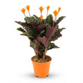 Calathea Crocata – Ø14 cm, 40–45 cm hoog