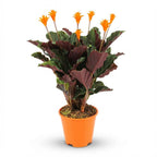 Calathea Crocata – Ø14 cm, 40–45 cm hoog