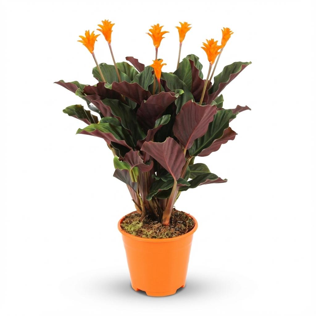 Calathea Crocata – Ø14 cm, 40–45 cm de haut