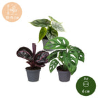3× Babyplanter Jungle Mix – Ø6 cm, 10–15 cm høje