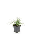 Luzula nivea (Schneegänseblümchen) – 48 Pflanzen, Ø9 cm, 10–25 cm hoch