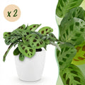 2× Maranta Fascinator Kerchoveana (bedejaguar) i Potter-pyntekrukke hvid – Ø12 cm, 25 cm høj