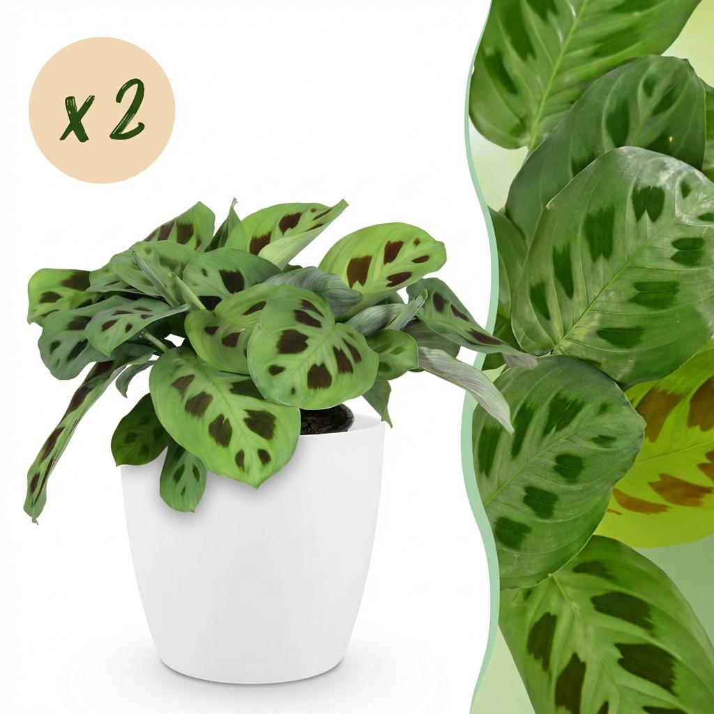 2× Maranta Fascinator Kerchoveana (bedejaguar) i Potter-pyntekrukke hvid – Ø12 cm, 25 cm høj