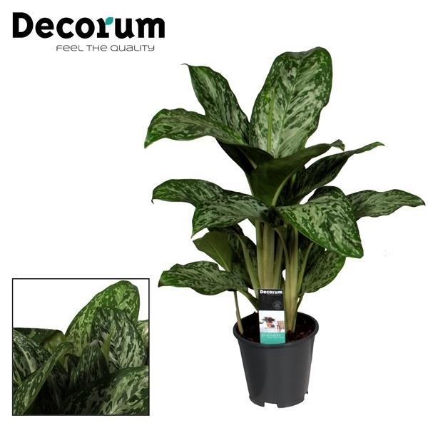 Aglaonema Greenlight (Decorum) – Ø17 cm, 60 cm høj