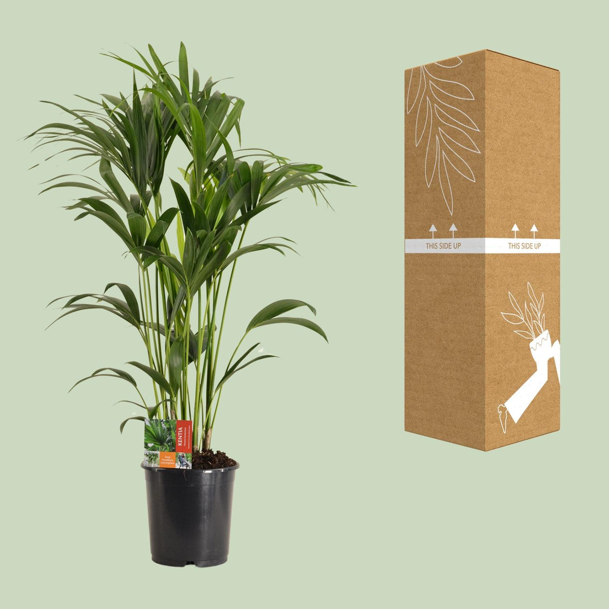 Howea forsteriana (Kentia-Palme) – Ø 24 cm, 120 cm hoch