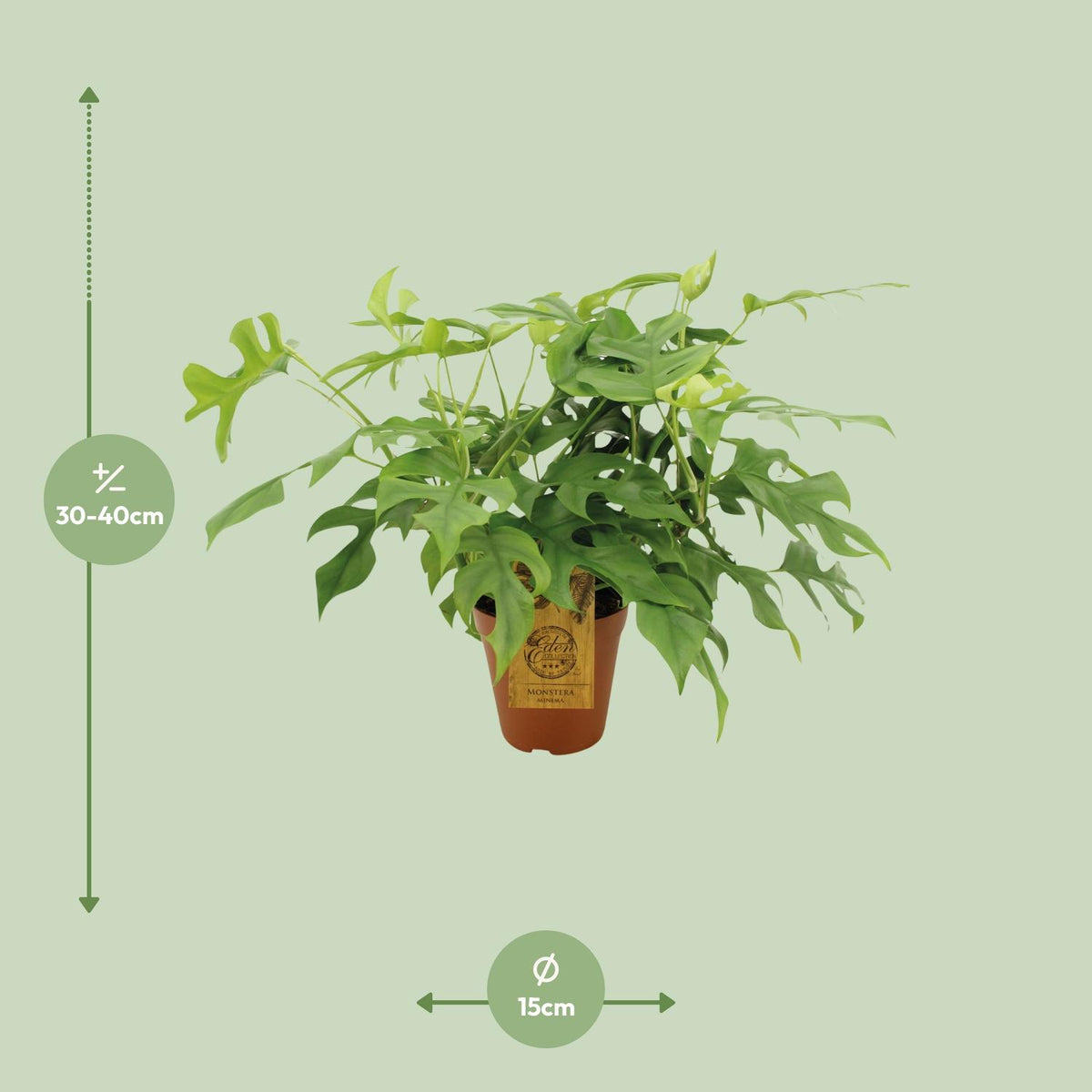 Monstera Minima (Mini-Monstera) – Ø 15 cm, 40 cm hoch