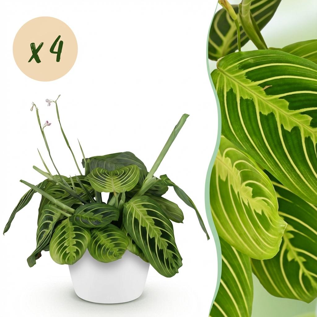 4× Maranta Fascinator Lemon Lime (prayer plant) in white Potter decorative pot – Ø12 cm, 25 cm high