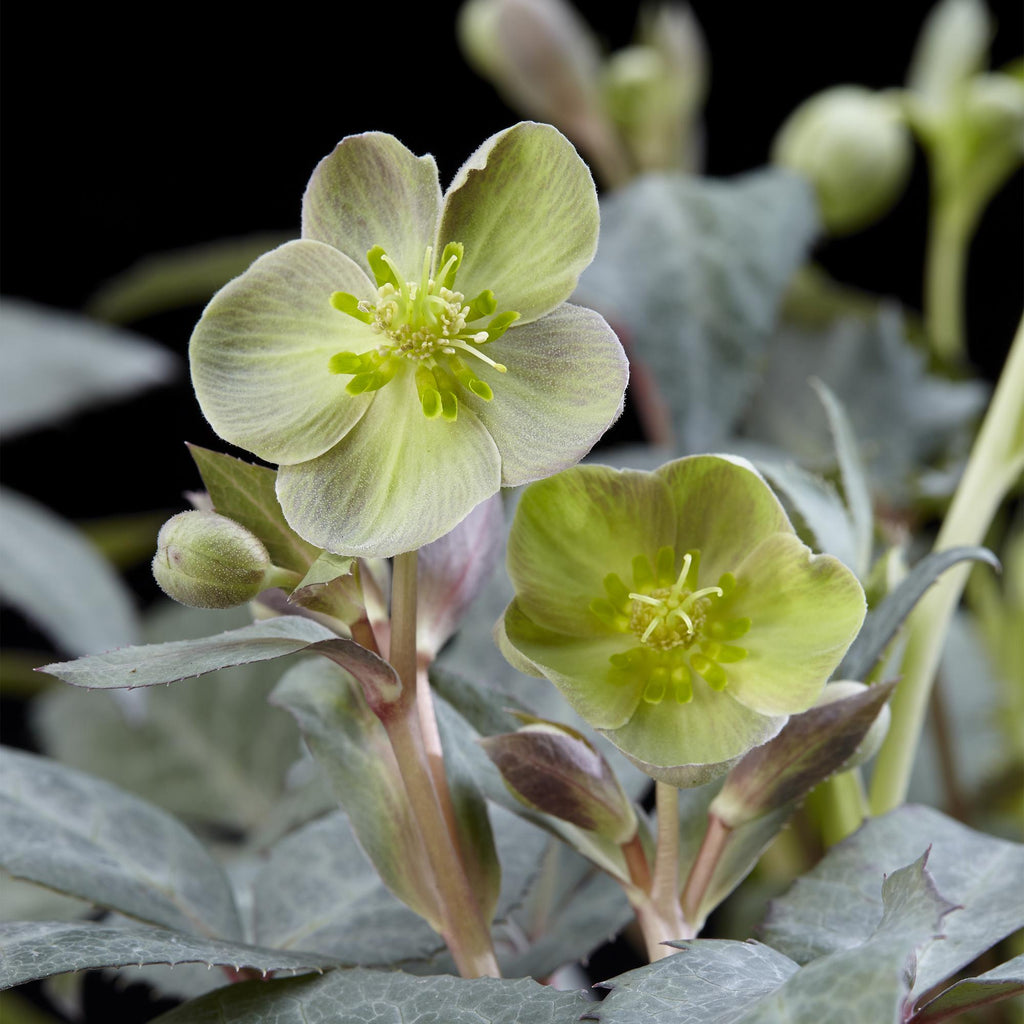 Helleborus sternii 'Silver Dollar' (kerstroos) – Ø14 cm, 35 cm hoog – foto 4