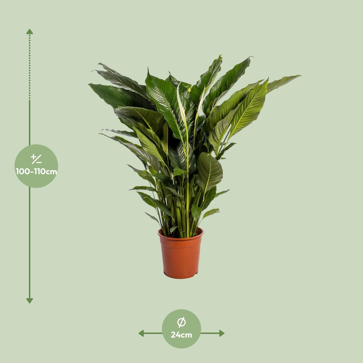 Spathiphyllum Sweet Sebastiano (peace lily) – Ø24 cm, 110 cm high – photo 2