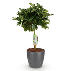Schefflera Gold Capelle (arbre à doigts) en pot de décoration gris – Ø21 cm, 70–80 cm de haut