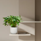 Philodendron Xanadu – Ø 35 cm, 100 cm hoch
