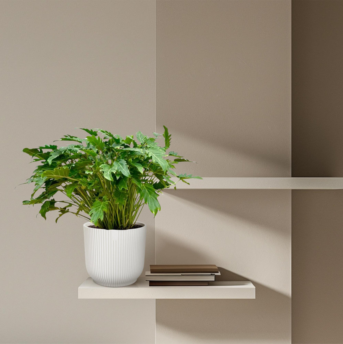 Philodendron Xanadu – Ø 35 cm, 100 cm hoch