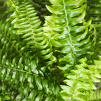 Nephrolepis exaltata Green Lady (sværdbregne) i hvid Potter-pottedødskasse – Ø12 cm, 25 cm høj