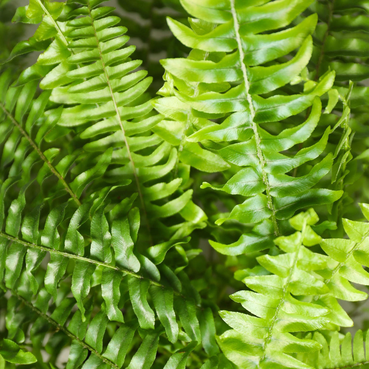 Nephrolepis exaltata Green Lady (sværdbregne) i hvid Potter-pottedødskasse – Ø12 cm, 25 cm høj
