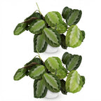 2× Maranta Fascinator Silverband (gebedsplant) in Potter-sierpot wit – Ø12 cm, 25 cm hoog
