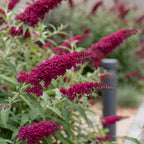 Buddleja davidii 'Royal Red' (vlinderstruik) – rood – Ø17 cm, 45 cm hoog