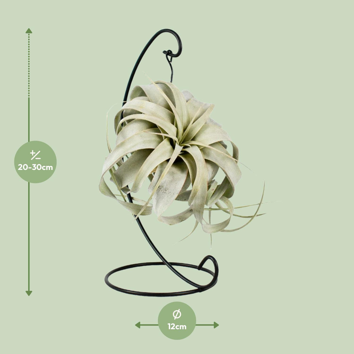Tillandsia King Xero (Luftpflanze) – Ø 12 cm, 23 cm hoch