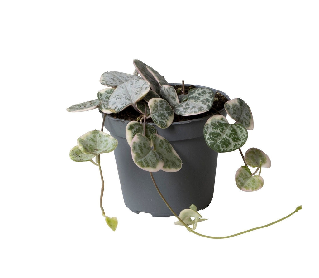 Ceropegia Woodii Variegata (lanterne chinoise) – Ø6 cm, 5 cm de haut – photo 2