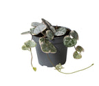 Ceropegia Woodii Variegata (lanterne chinoise) – Ø6 cm, 5 cm de haut