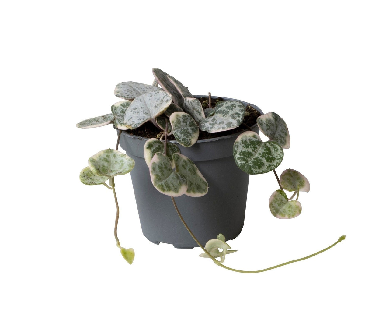 Ceropegia Woodii Variegata (lanterne chinoise) – Ø6 cm, 5 cm de haut – photo 2