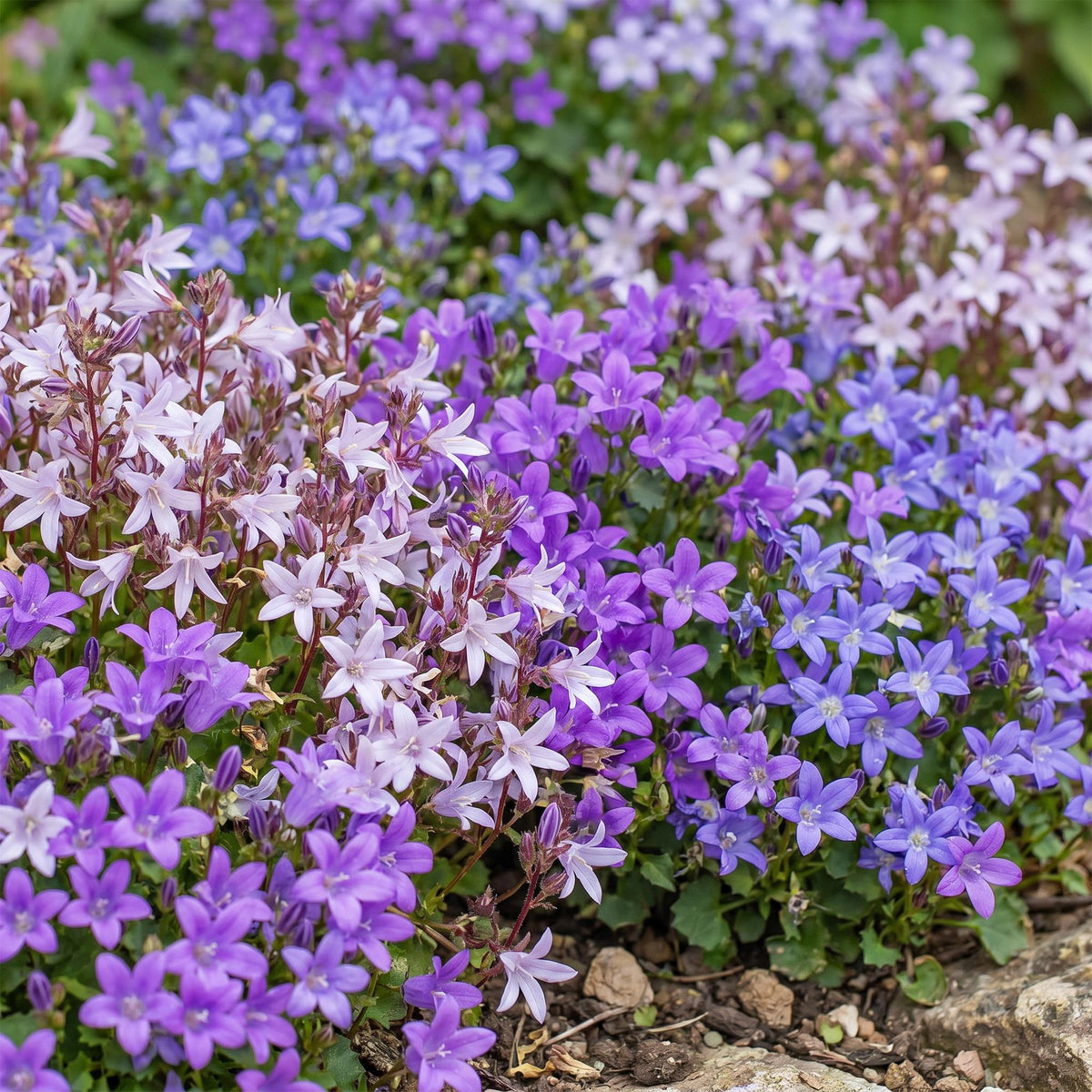 Campanula portenschlagiana 'Tricolour' (perzikbladklokje) – paars-roze-wit – 12 planten, Ø11 cm, 15–25 cm hoog