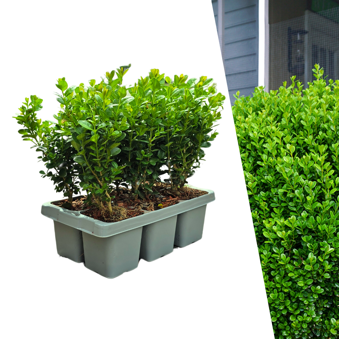 Buxus 'NewGen Freedom 6er-Pack' – 6 Pflanzen, Ø 7 cm, 15 cm hoch
