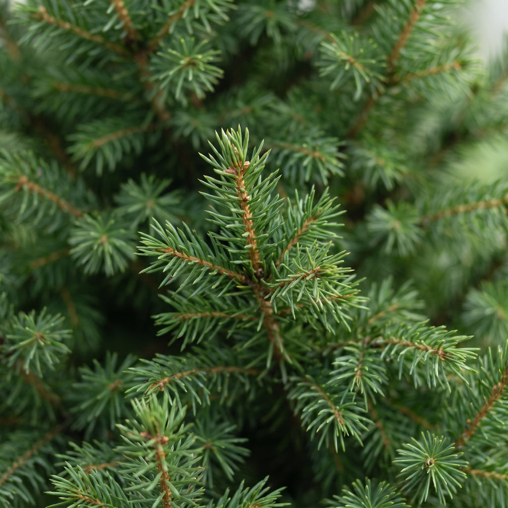 Picea glauca Conica (petit sapin de Noël) – Ø26 cm, 110 cm de haut