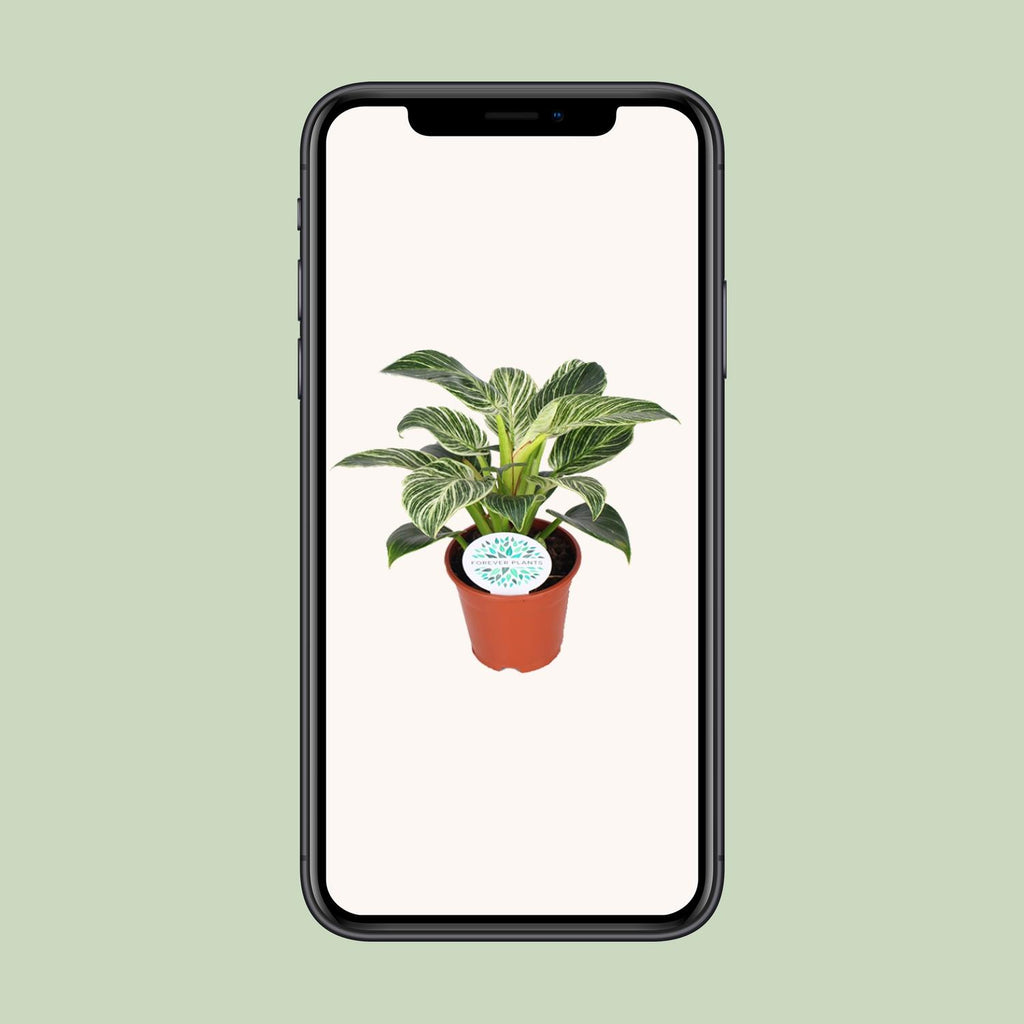 Philodendron Birkin – Ø14 cm, 25 cm høj