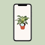 Philodendron Birkin – Ø14 cm, 25 cm høj